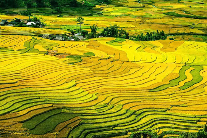 Culture Vietnam rizières